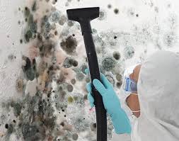 Best Black Mold Removal  in Mount Arlington, NJ